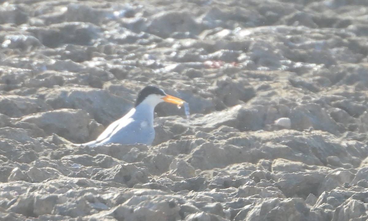 Least Tern - ML620172186