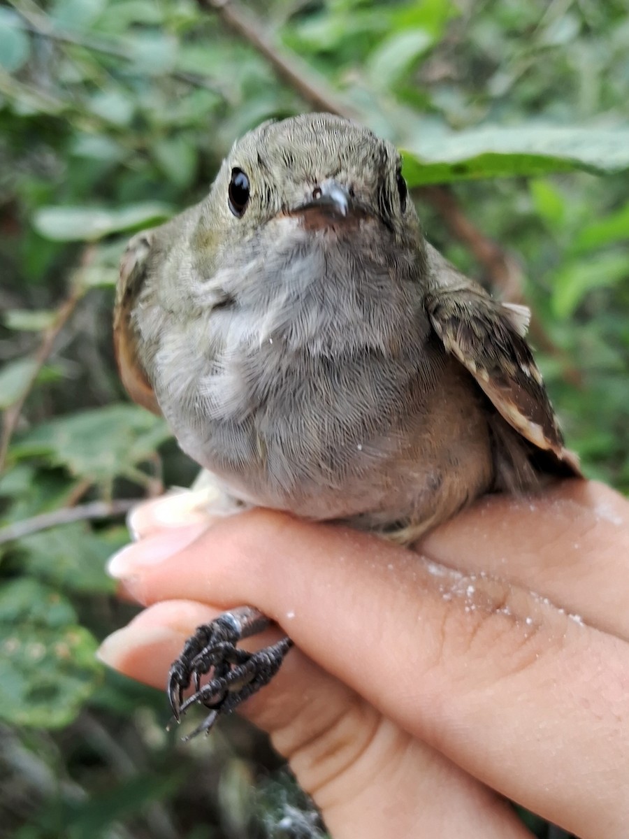 White-crested Elaenia - ML620172201