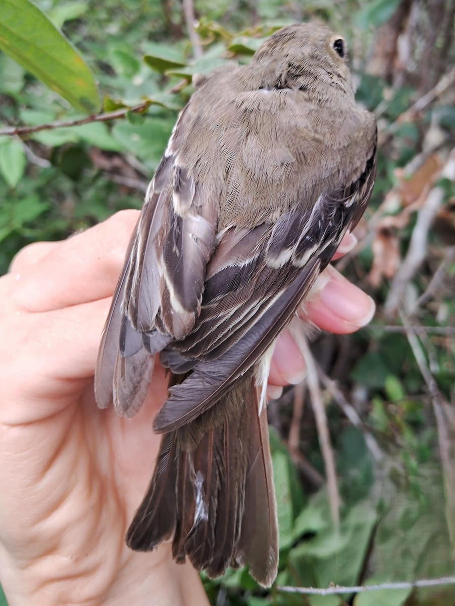 White-crested Elaenia - ML620172202