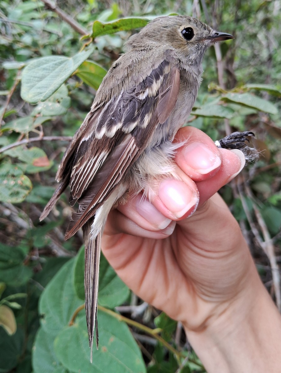 White-crested Elaenia - ML620172203