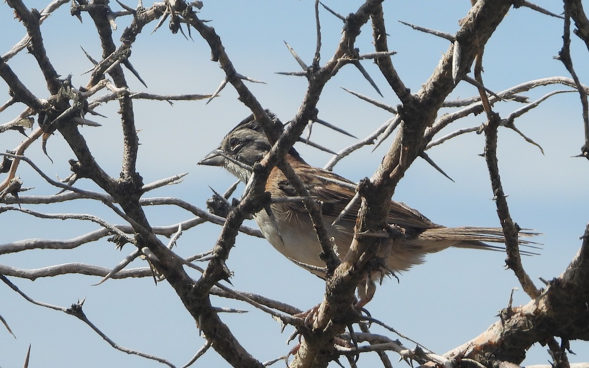 Rufous-collared Sparrow - ML620172208