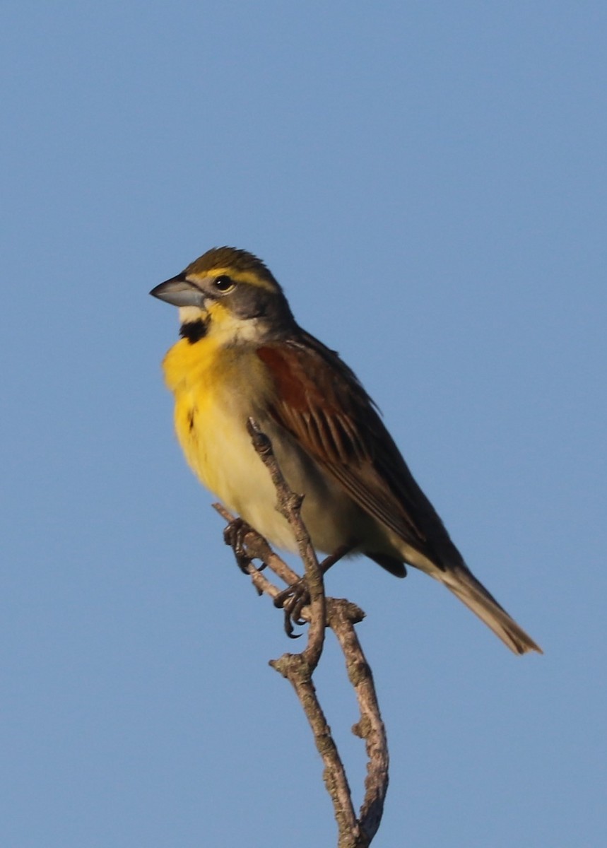 Dickcissel d'Amérique - ML620172214