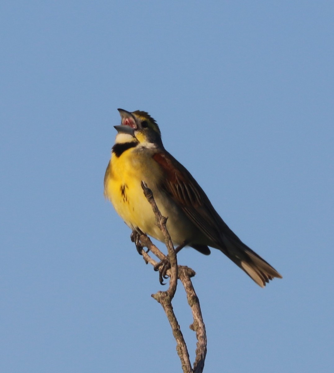 Dickcissel - ML620172216