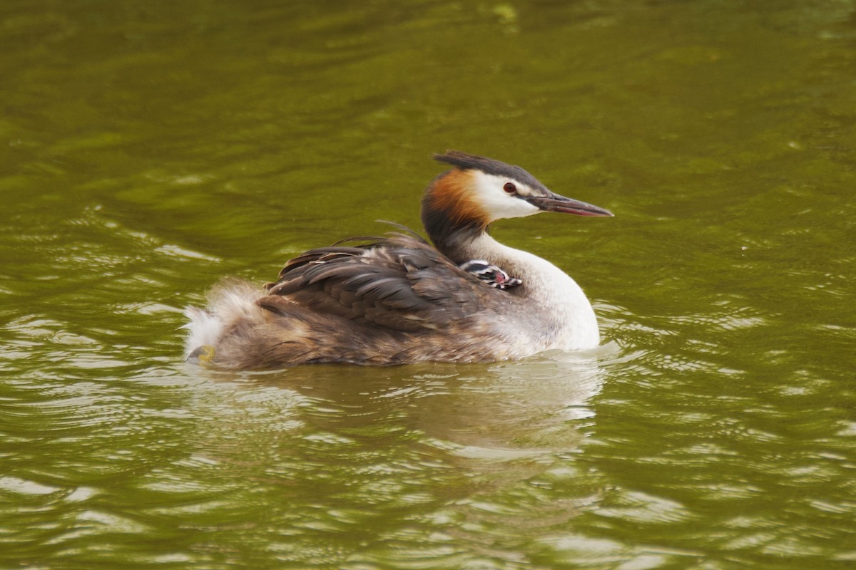 Great Crested Grebe - ML620172241