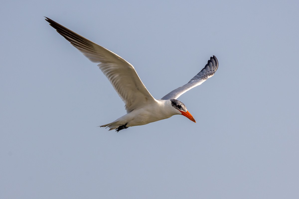 Caspian Tern - ML620172251