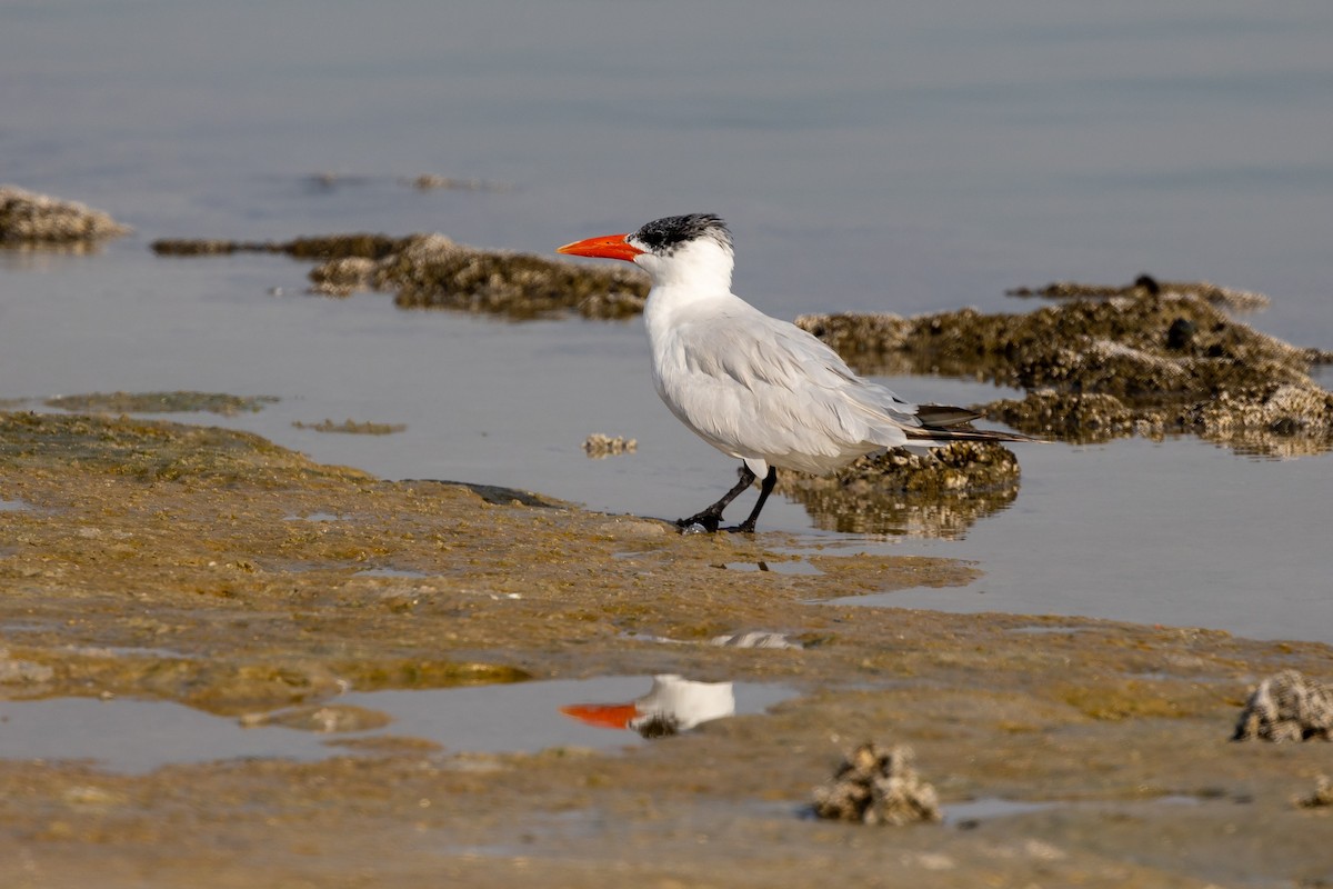 Caspian Tern - ML620172252