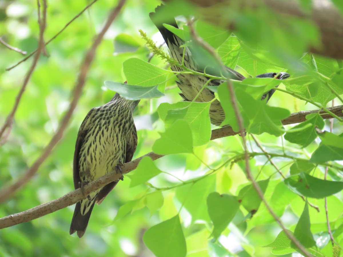 Asian Glossy Starling - ML620172253