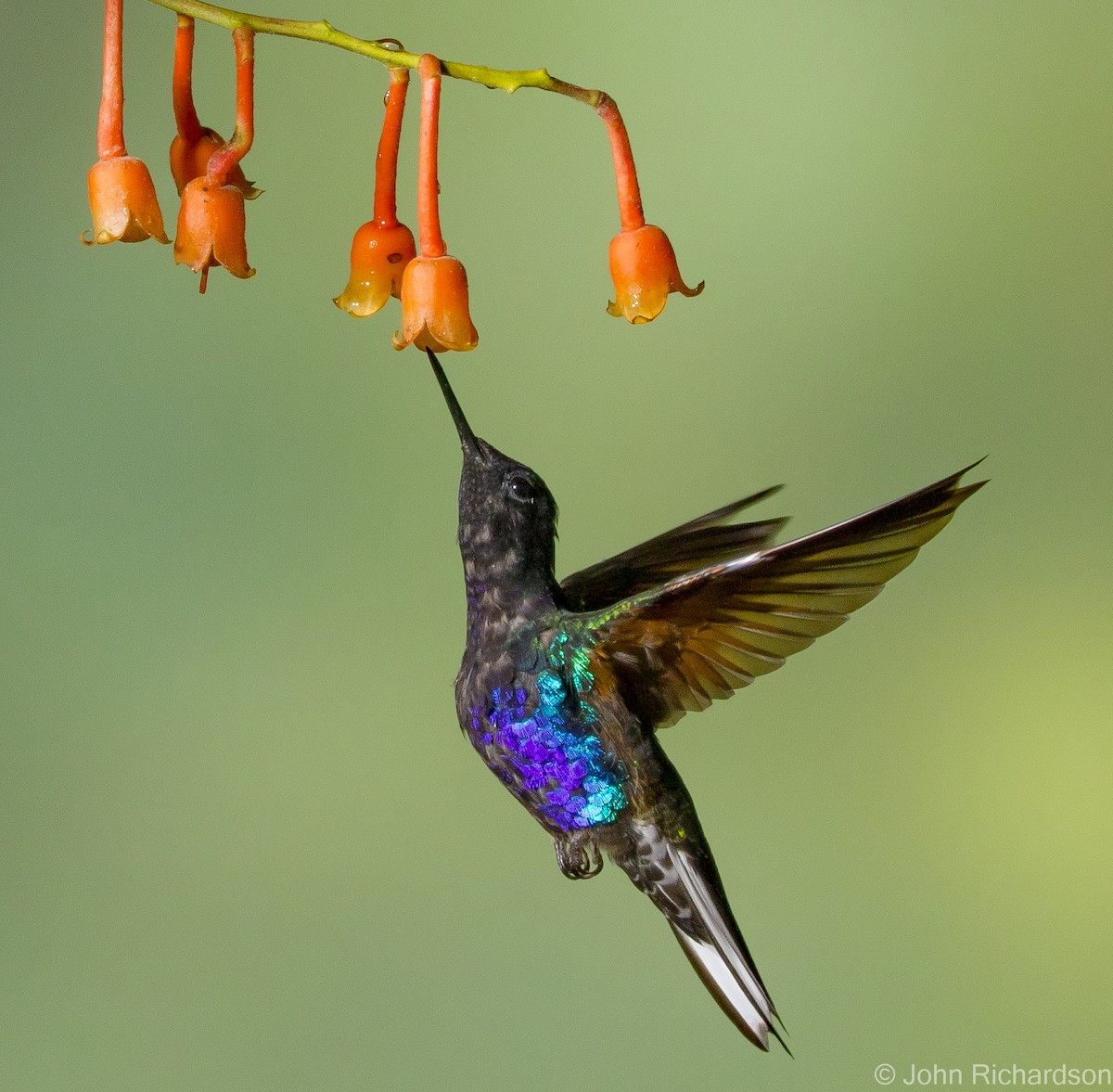kolibřík hyacintový - ML620172257