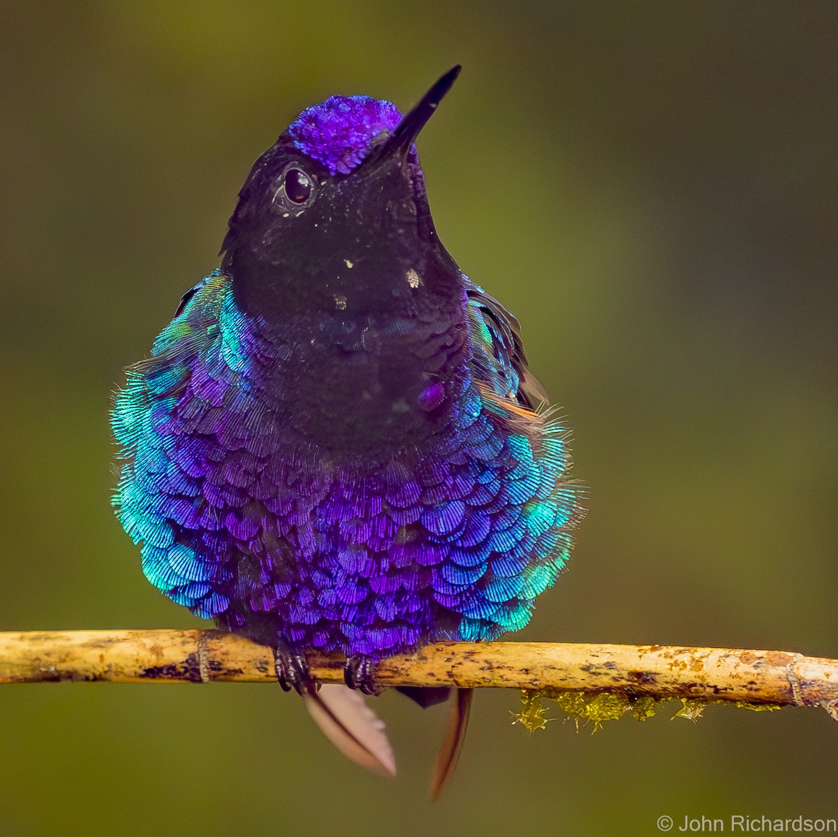 Velvet-purple Coronet - ML620172259