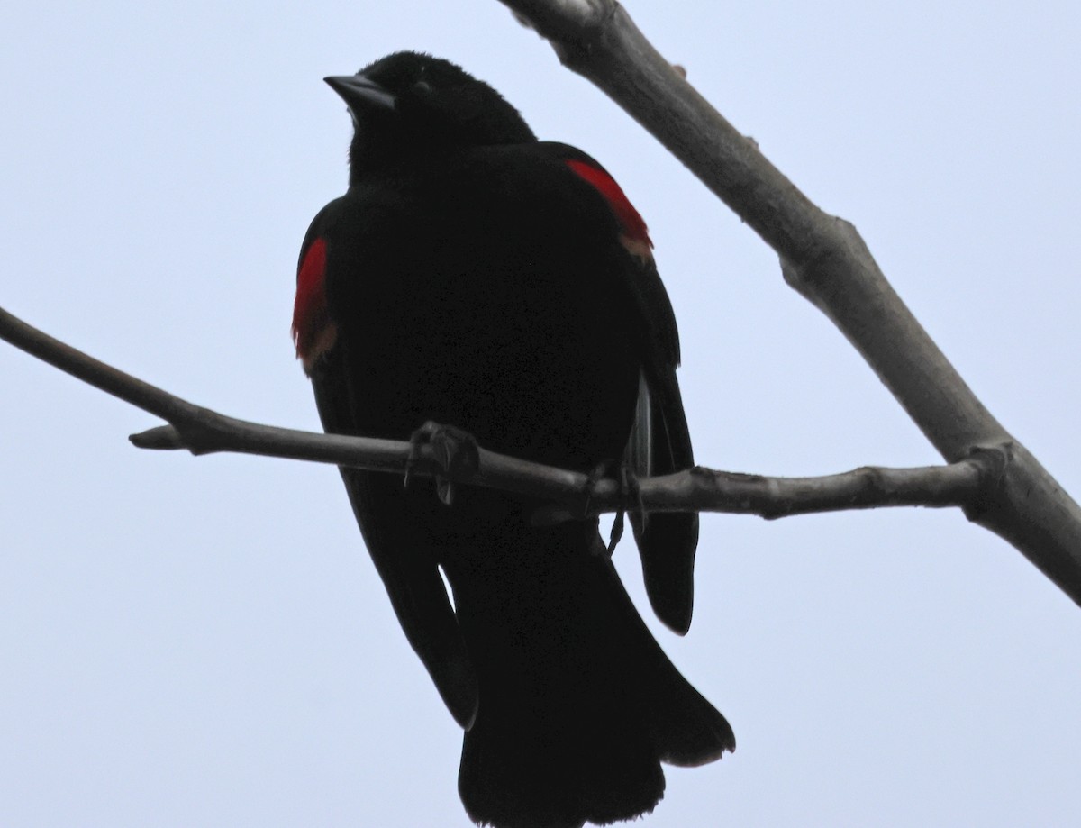 Red-winged Blackbird - ML620172260