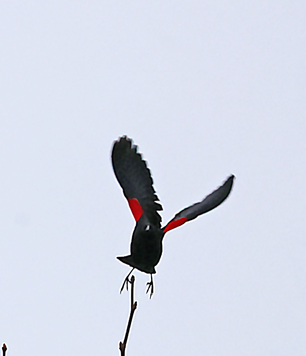 Red-winged Blackbird - ML620172264