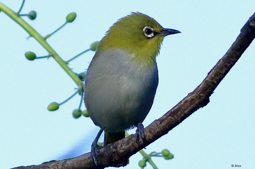 Indian White-eye - ML620172265