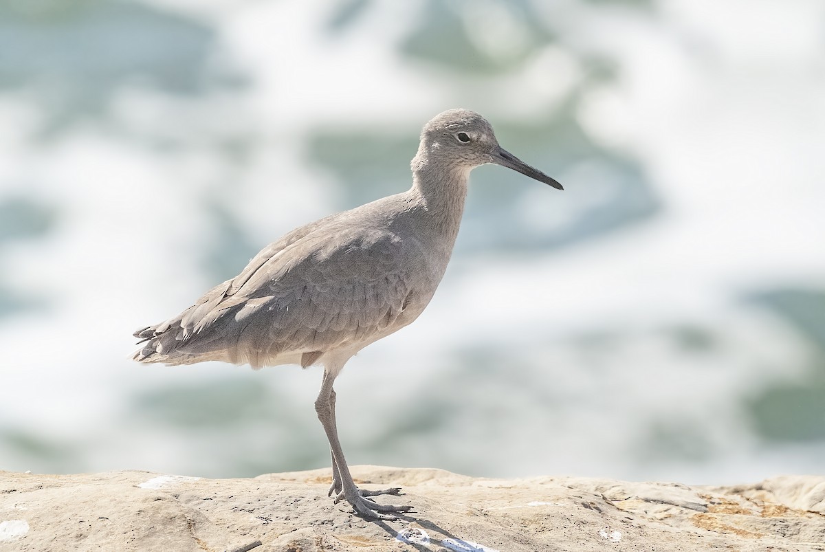 Willet - ML620172266