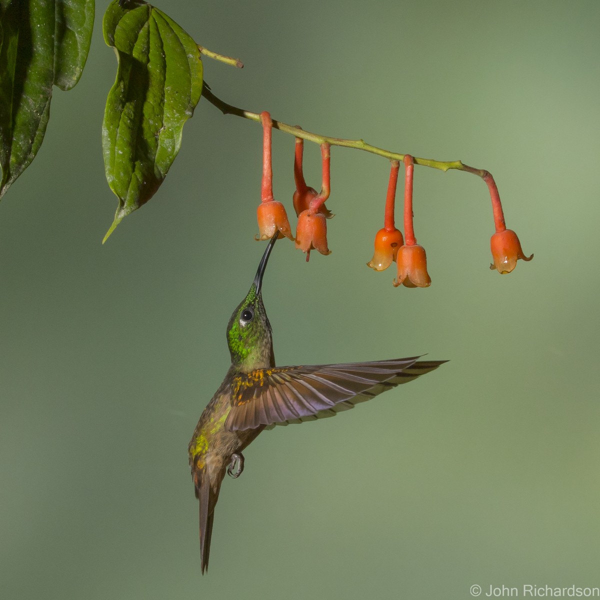 kolibřík hnědobřichý - ML620172268