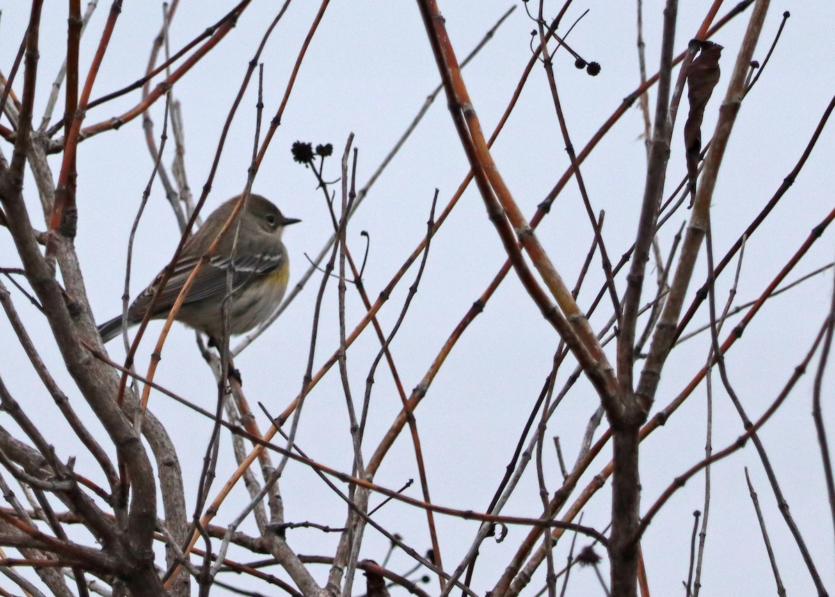 Yellow-rumped Warbler - ML620172273