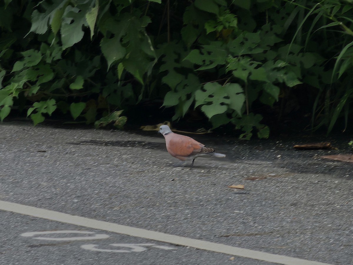 Red Collared-Dove - ML620172274