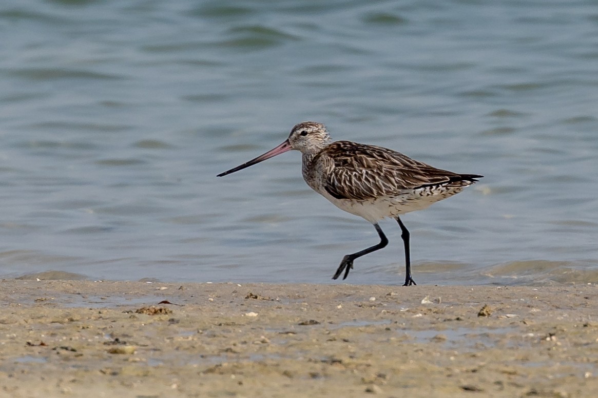 Bar-tailed Godwit - ML620172275