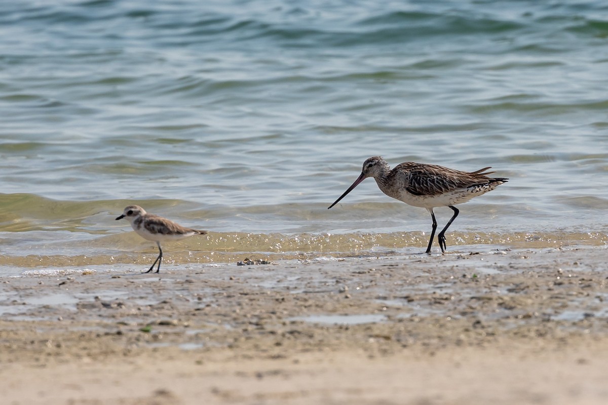 Bar-tailed Godwit - ML620172276