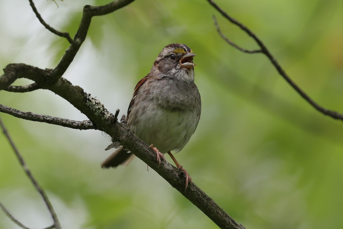 White-throated Sparrow - ML620172281