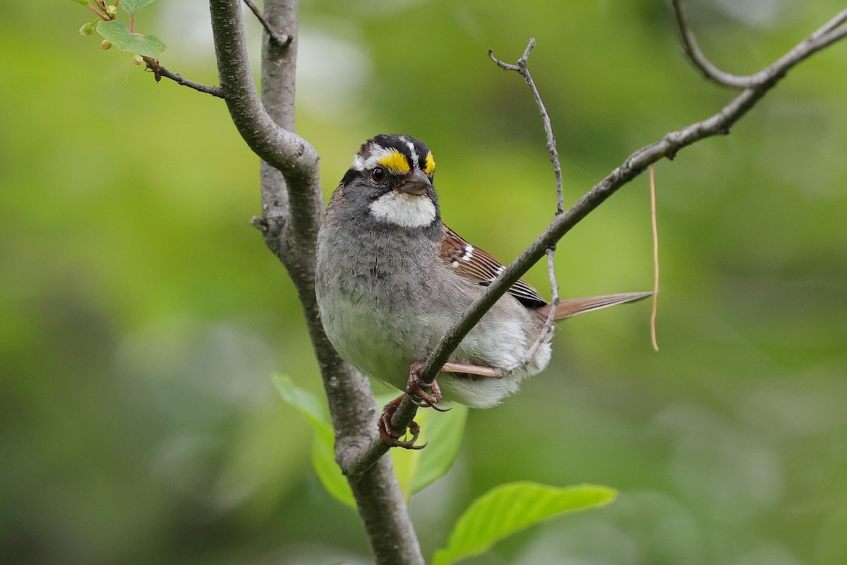 White-throated Sparrow - ML620172282