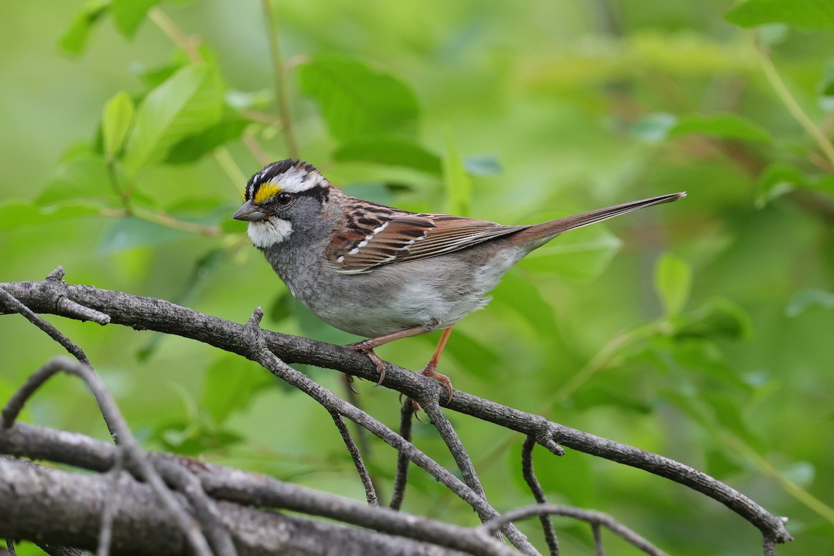 White-throated Sparrow - ML620172283