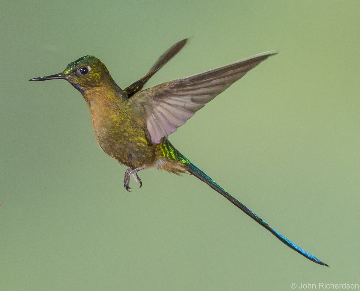 Violet-tailed Sylph - ML620172285