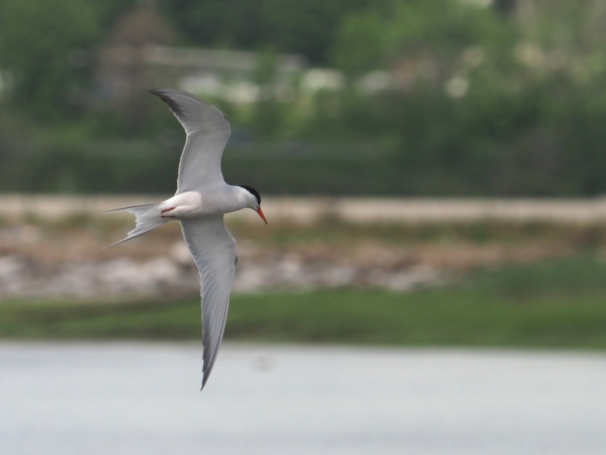 Common Tern - ML620172287