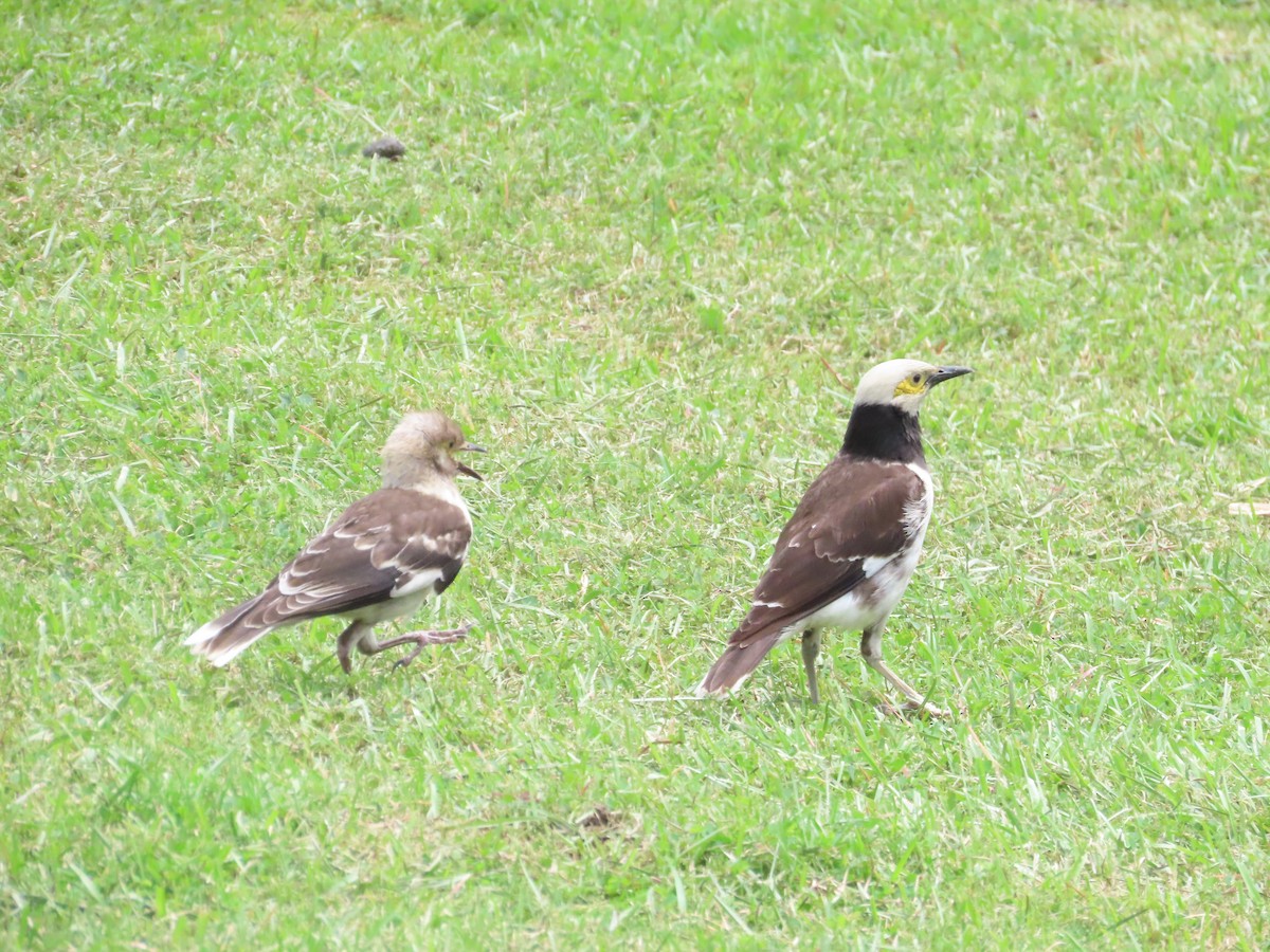 Black-collared Starling - ML620172291