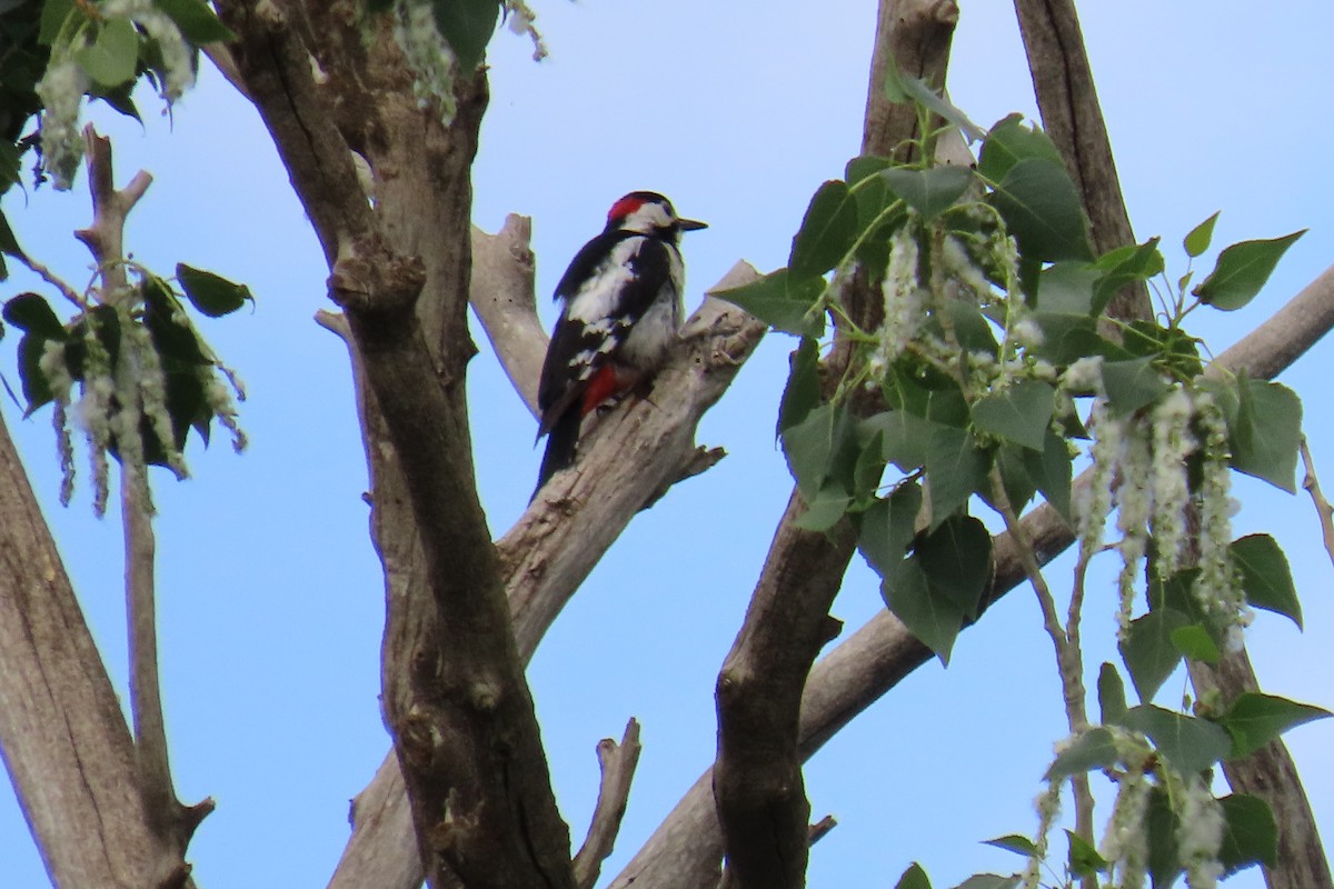 Syrian Woodpecker - ML620172295