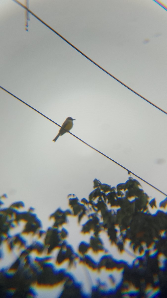 Tropical Kingbird - ML620172297