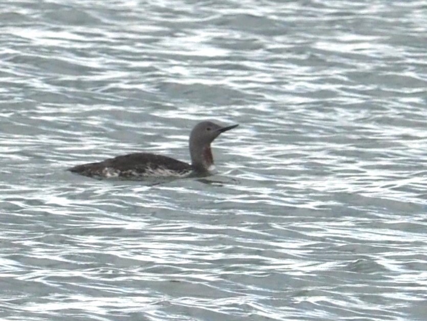 Red-throated Loon - ML620172299