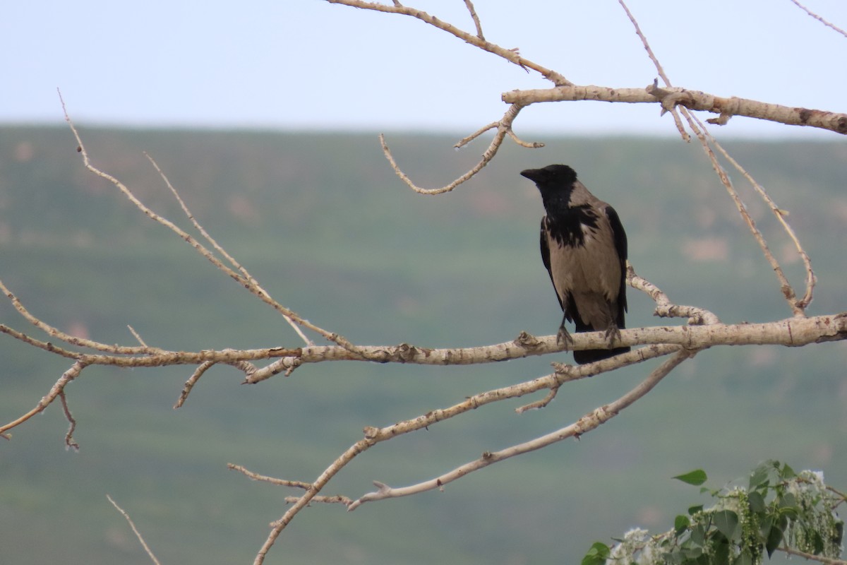 Hooded Crow - ML620172303