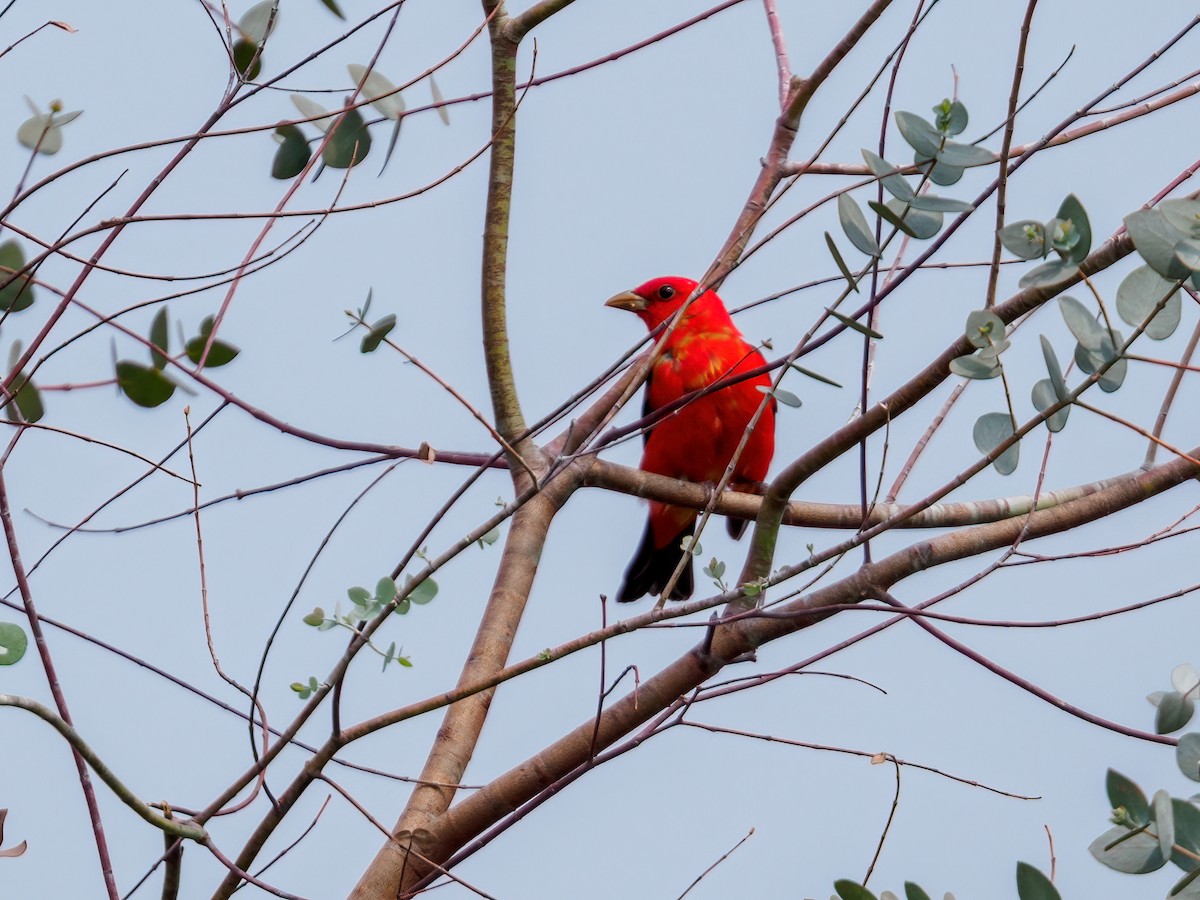 Scarlet Tanager - ML620172304