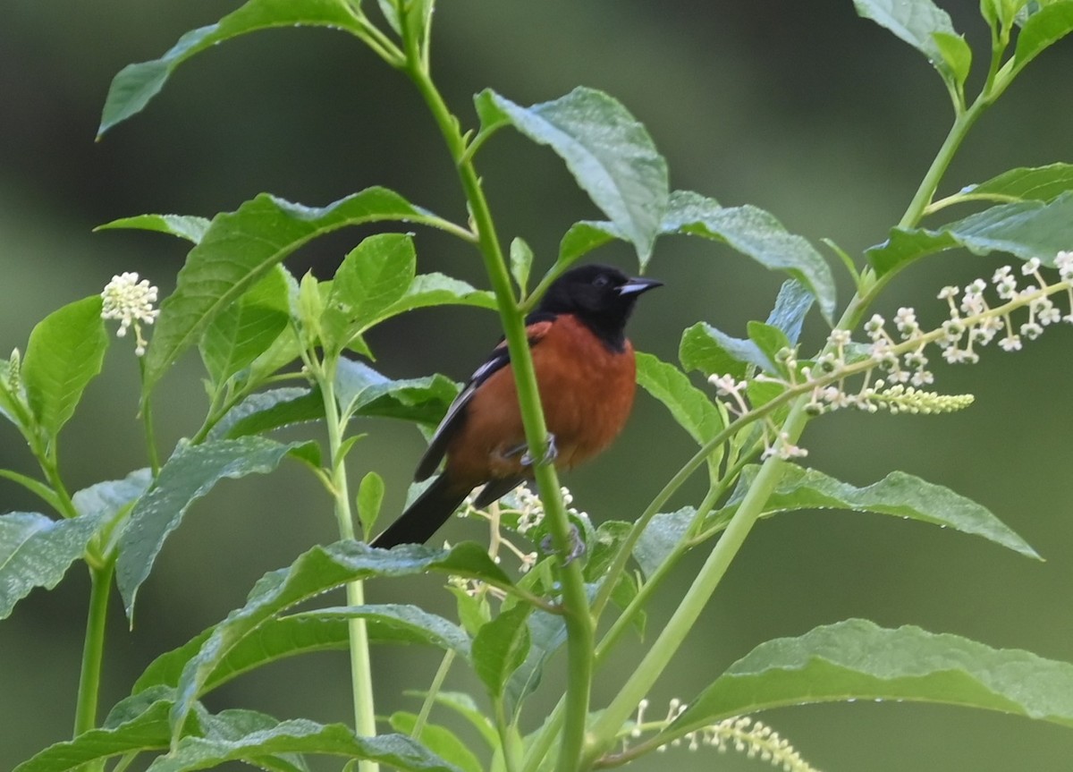 Orchard Oriole - ML620172305