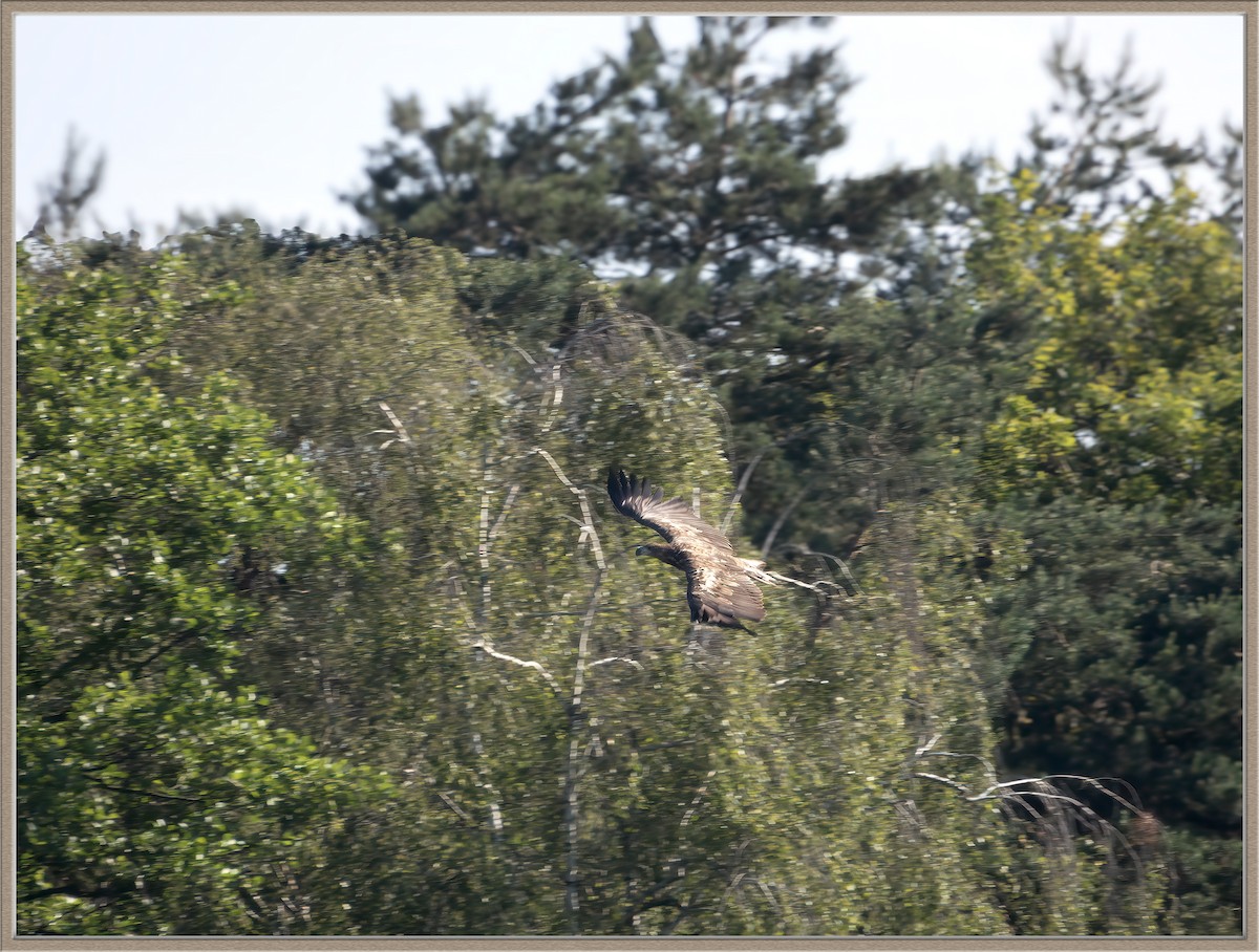 White-tailed Eagle - ML620172308