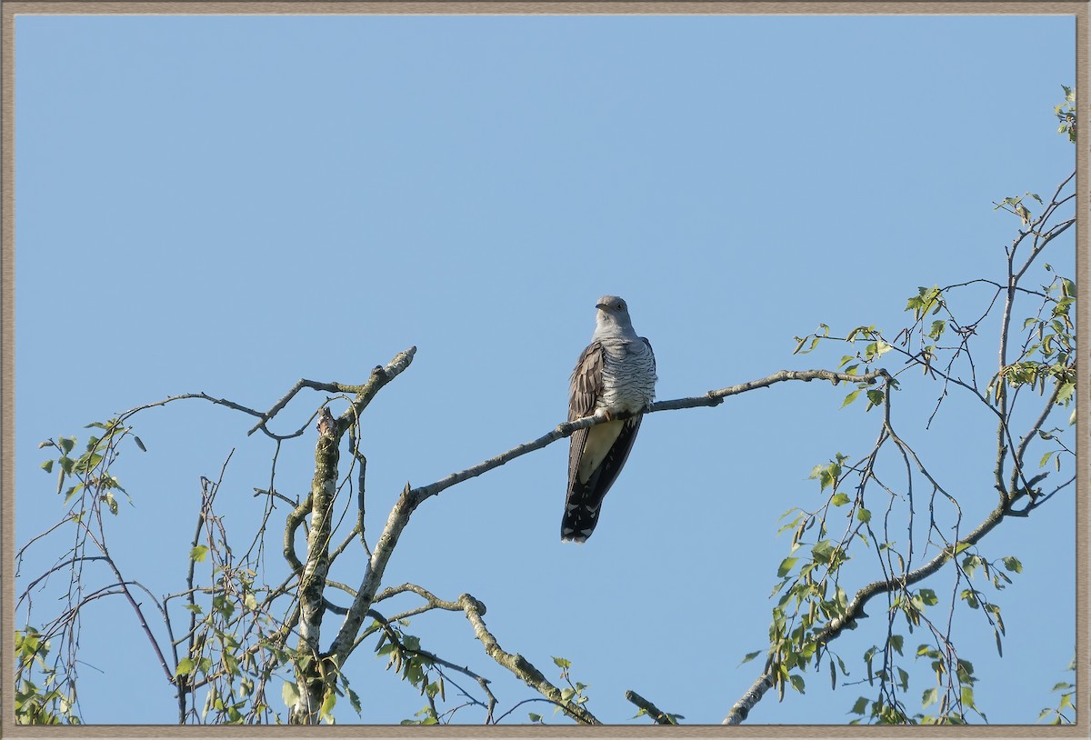 Common Cuckoo - ML620172314