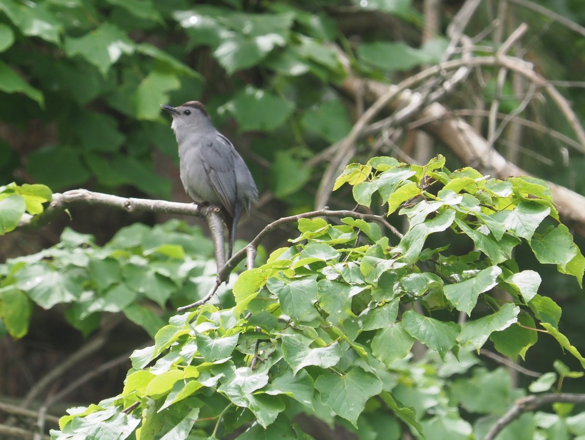 Gray Catbird - ML620172318