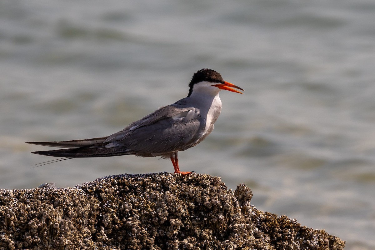 White-cheeked Tern - ML620172321