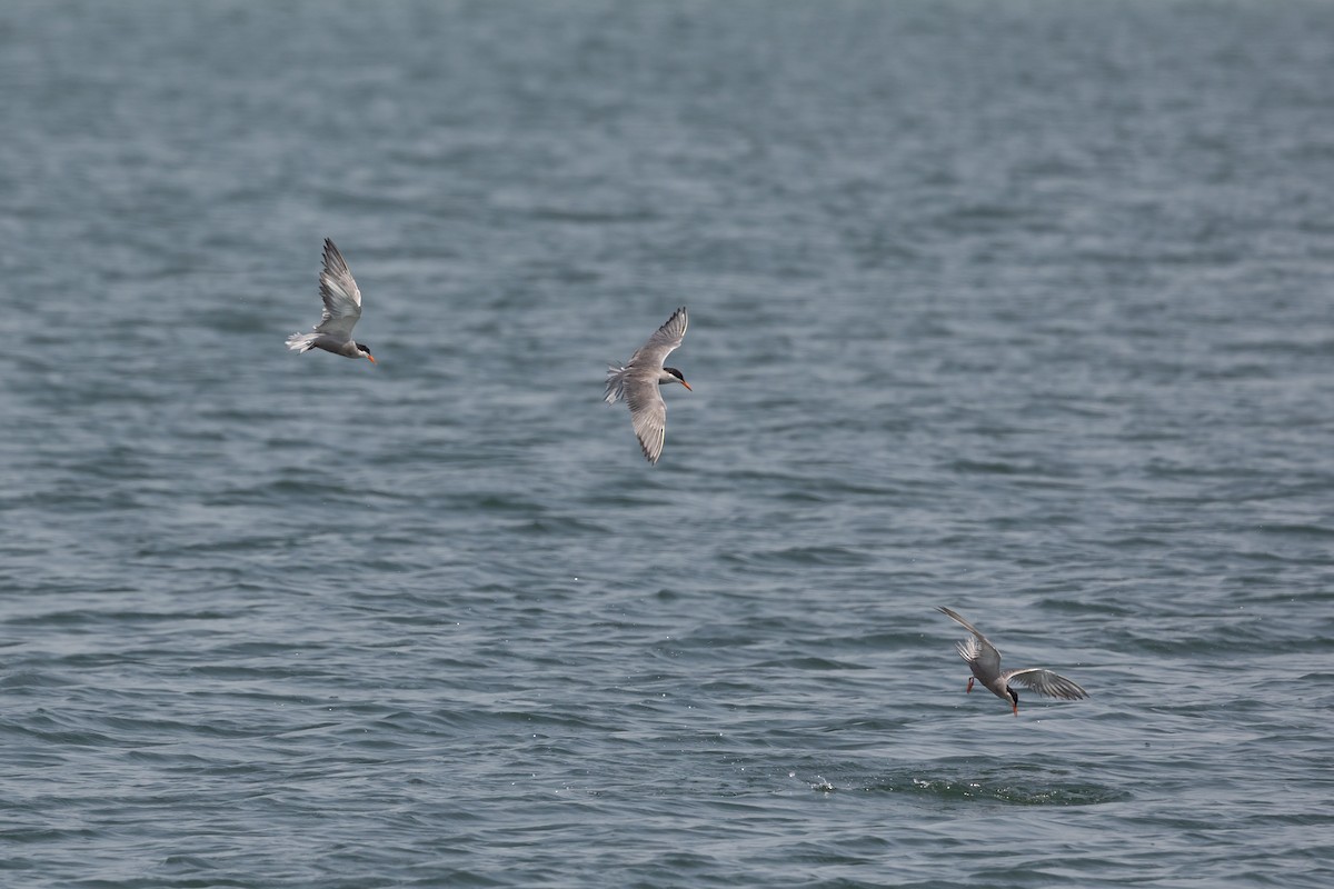 White-cheeked Tern - ML620172326