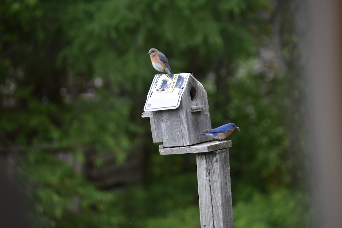 Eastern Bluebird - ML620172330