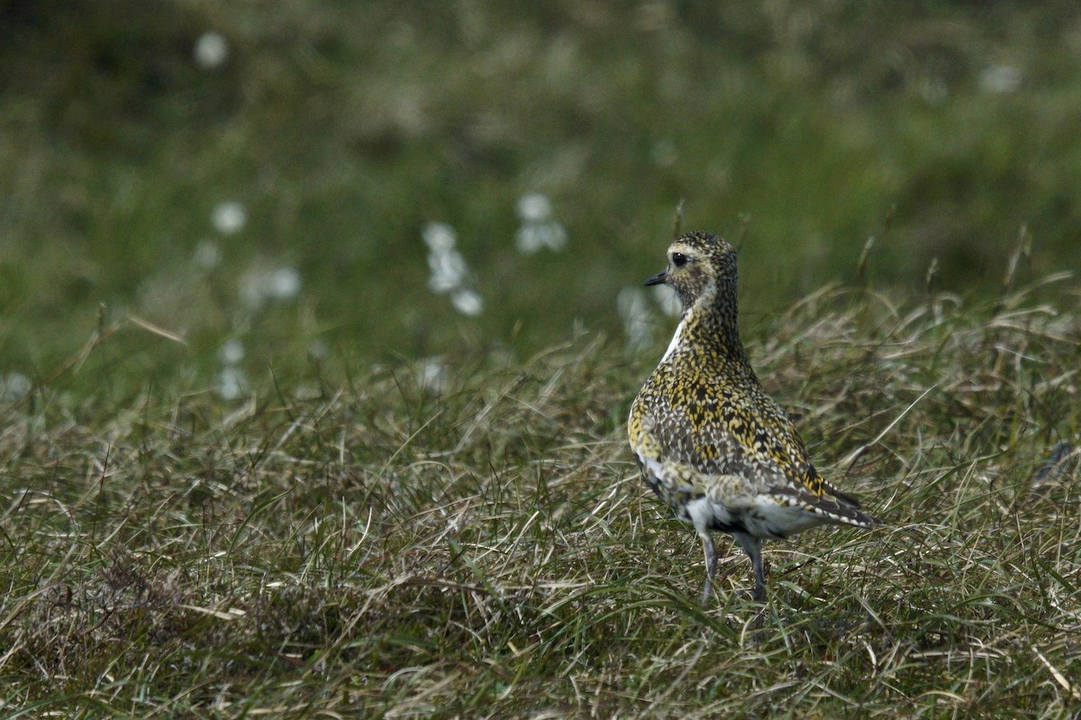 European Golden-Plover - ML620172331