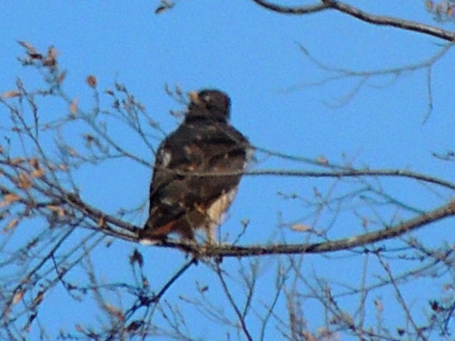 Rufous-tailed Hawk - ML620172334