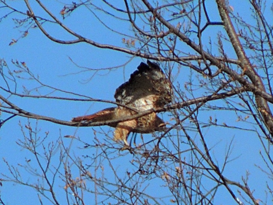 Rufous-tailed Hawk - ML620172335