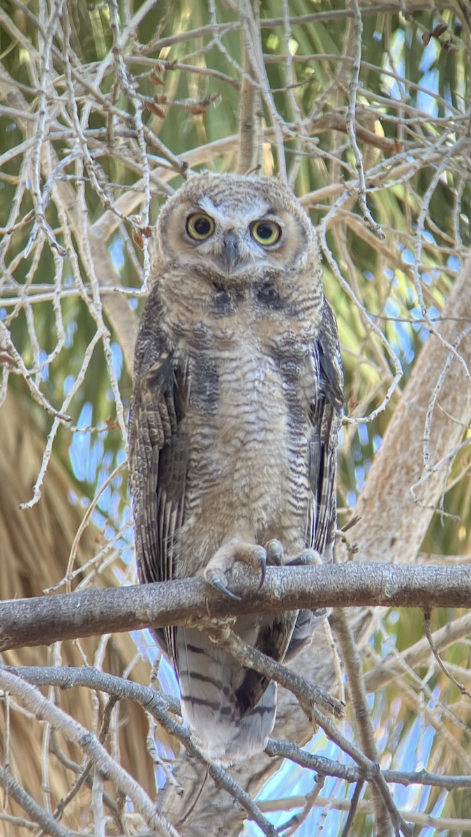 Great Horned Owl - ML620172336