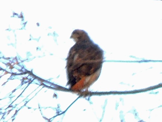 Rufous-tailed Hawk - ML620172337