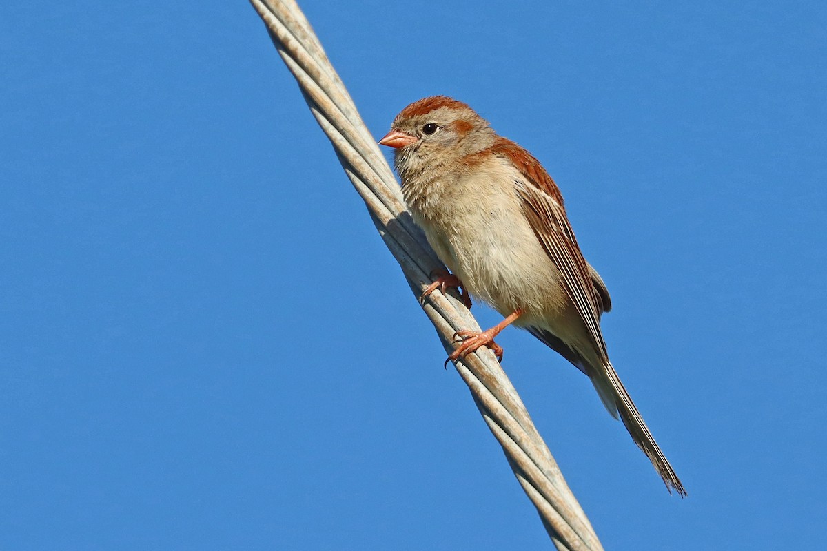 Field Sparrow - ML620172351