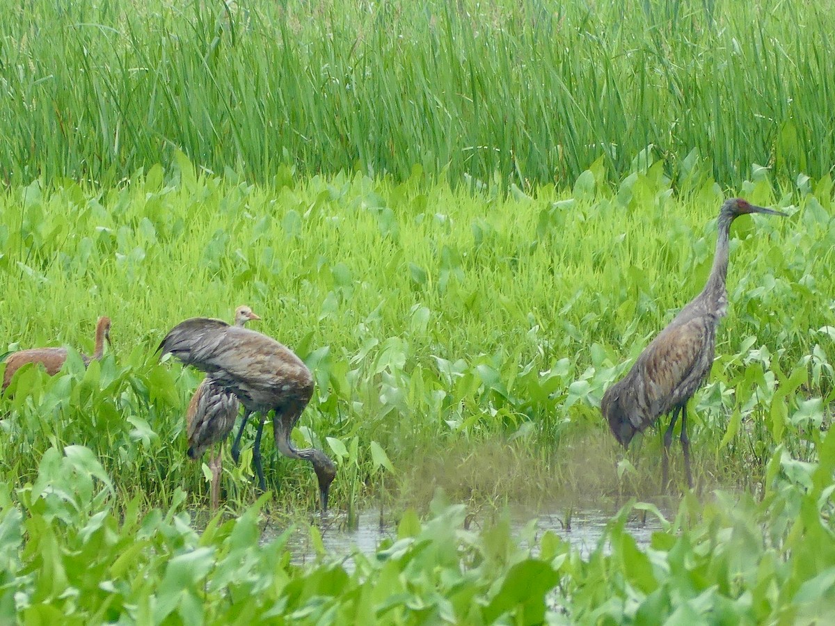 Sandhill Crane - ML620172354