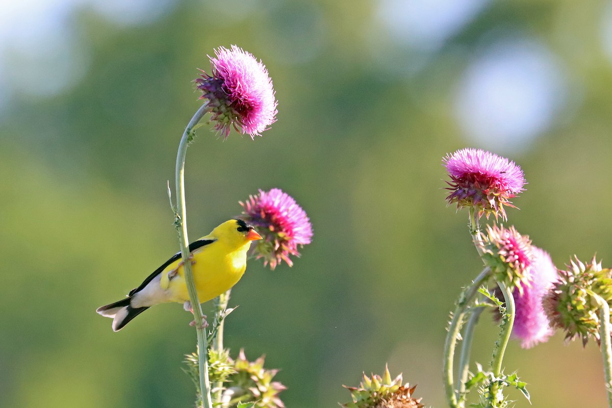 American Goldfinch - ML620172358