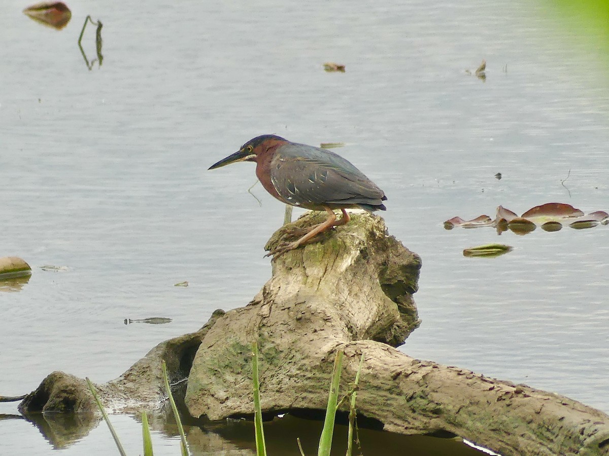 Green Heron - ML620172369