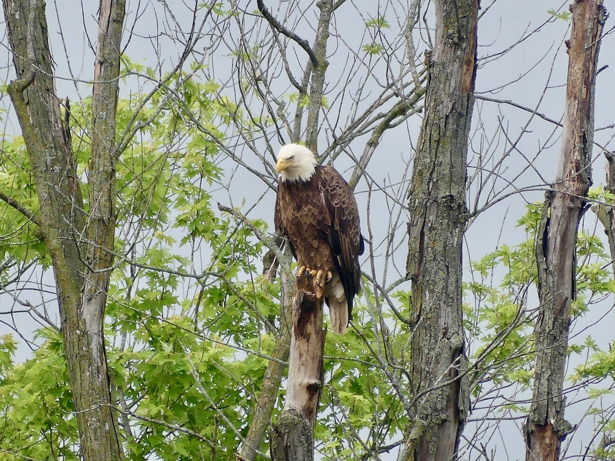 Weißkopf-Seeadler - ML620172374